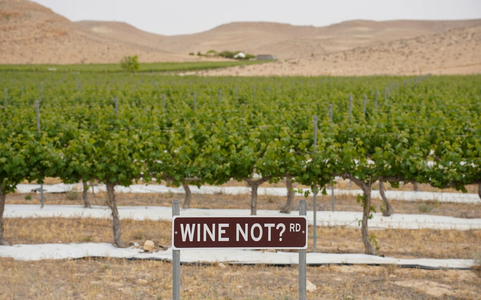 Les tendances 2025 en œnotourisme - Agence Orion - Marketing - Vin - Communication - Oenotourisme