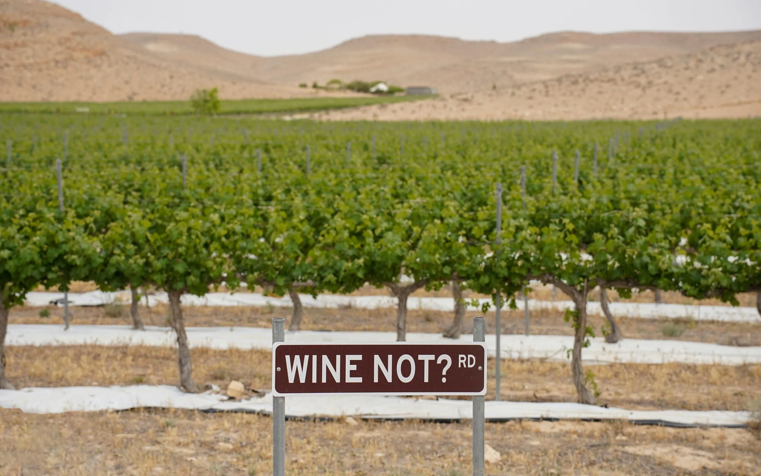 Les tendances 2025 en œnotourisme - Agence Orion - Marketing - Vin - Communication - Oenotourisme