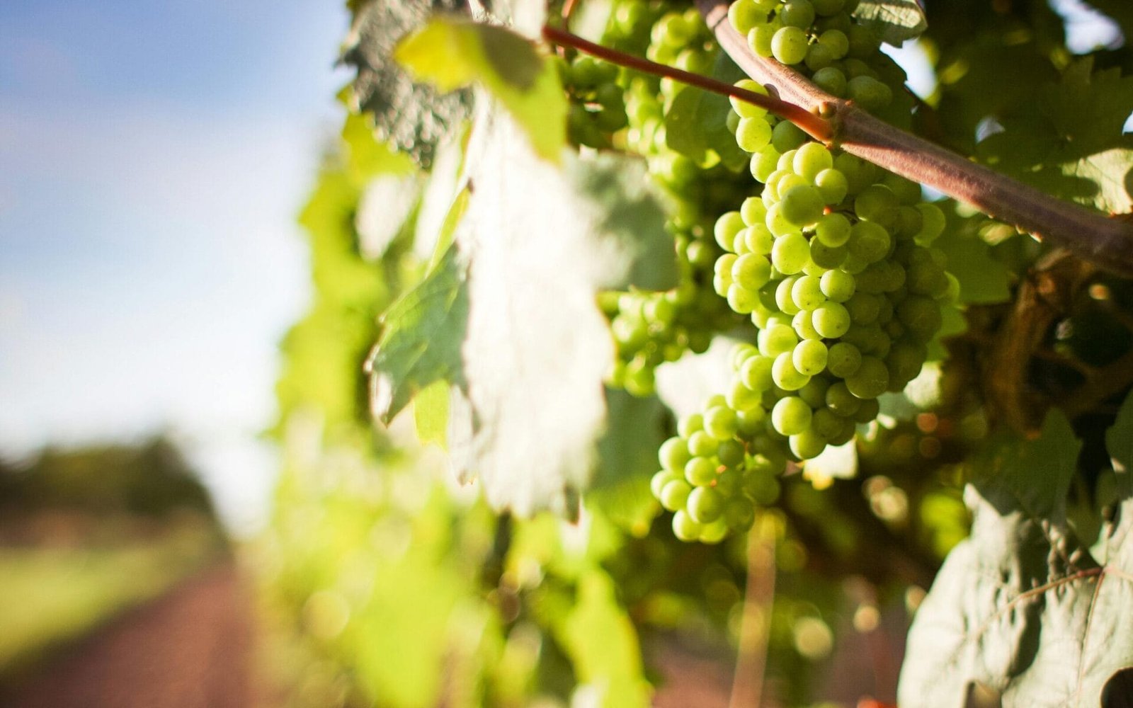 Visuels de qualité pour promouvoir un domaine viticole, Marketing, Communication, Vignes, Hospitality, Agence Orion