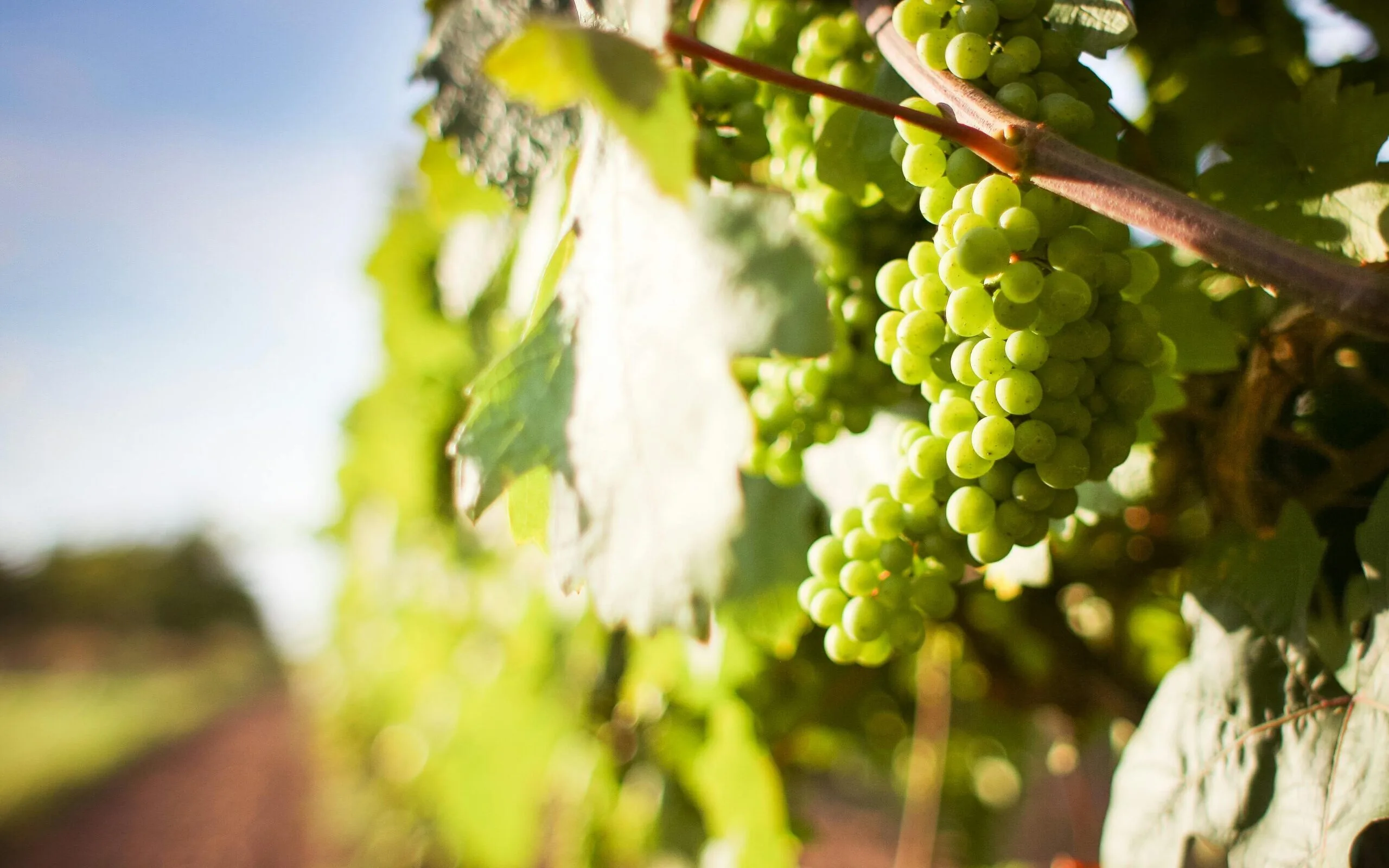 Visuels de qualité pour promouvoir un domaine viticole, Marketing, Communication, Vignes, Hospitality, Agence Orion