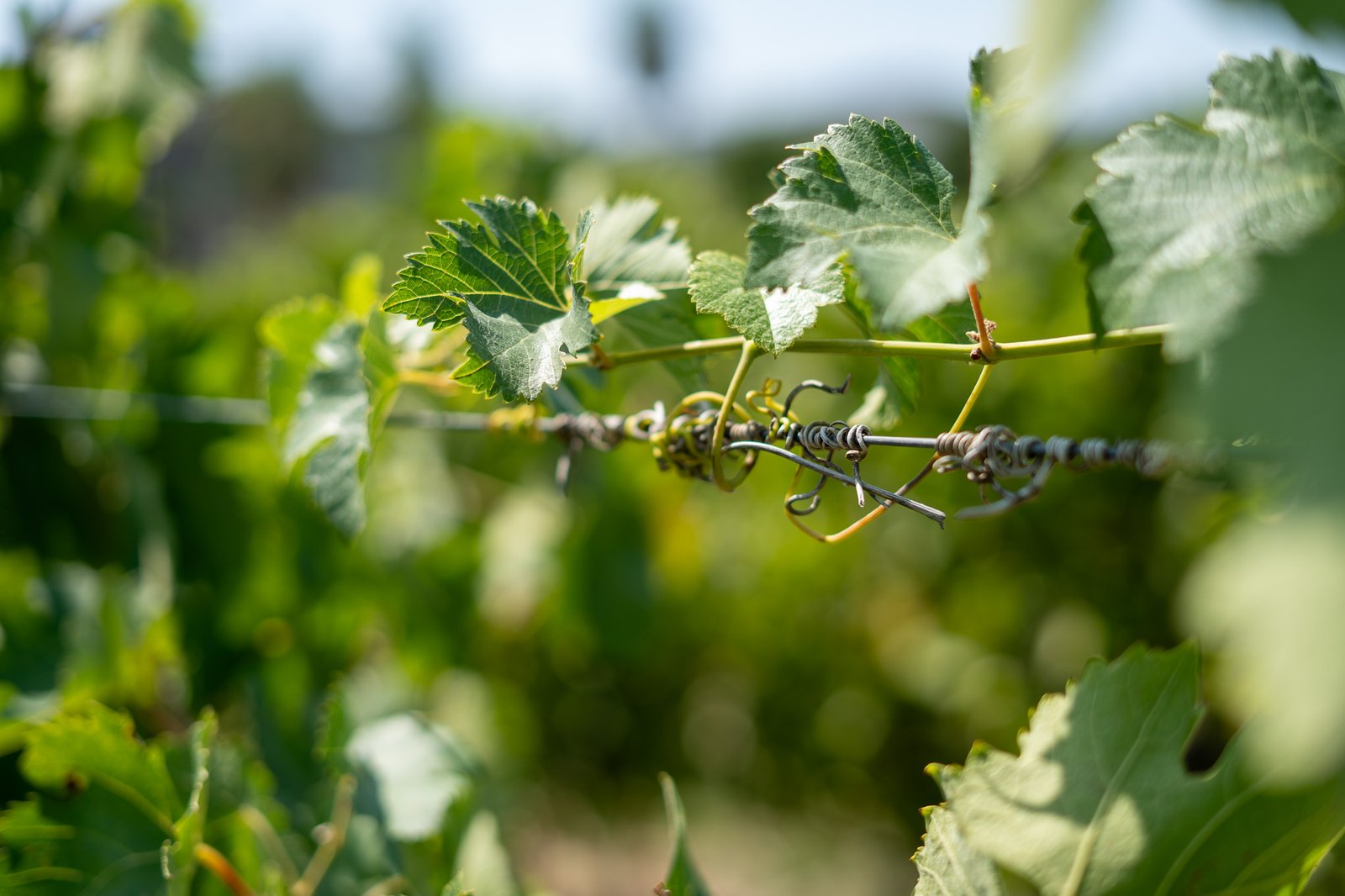 Vue d’un domaine viticole illustrant une communication Instagram authentique et orientée œnotourisme